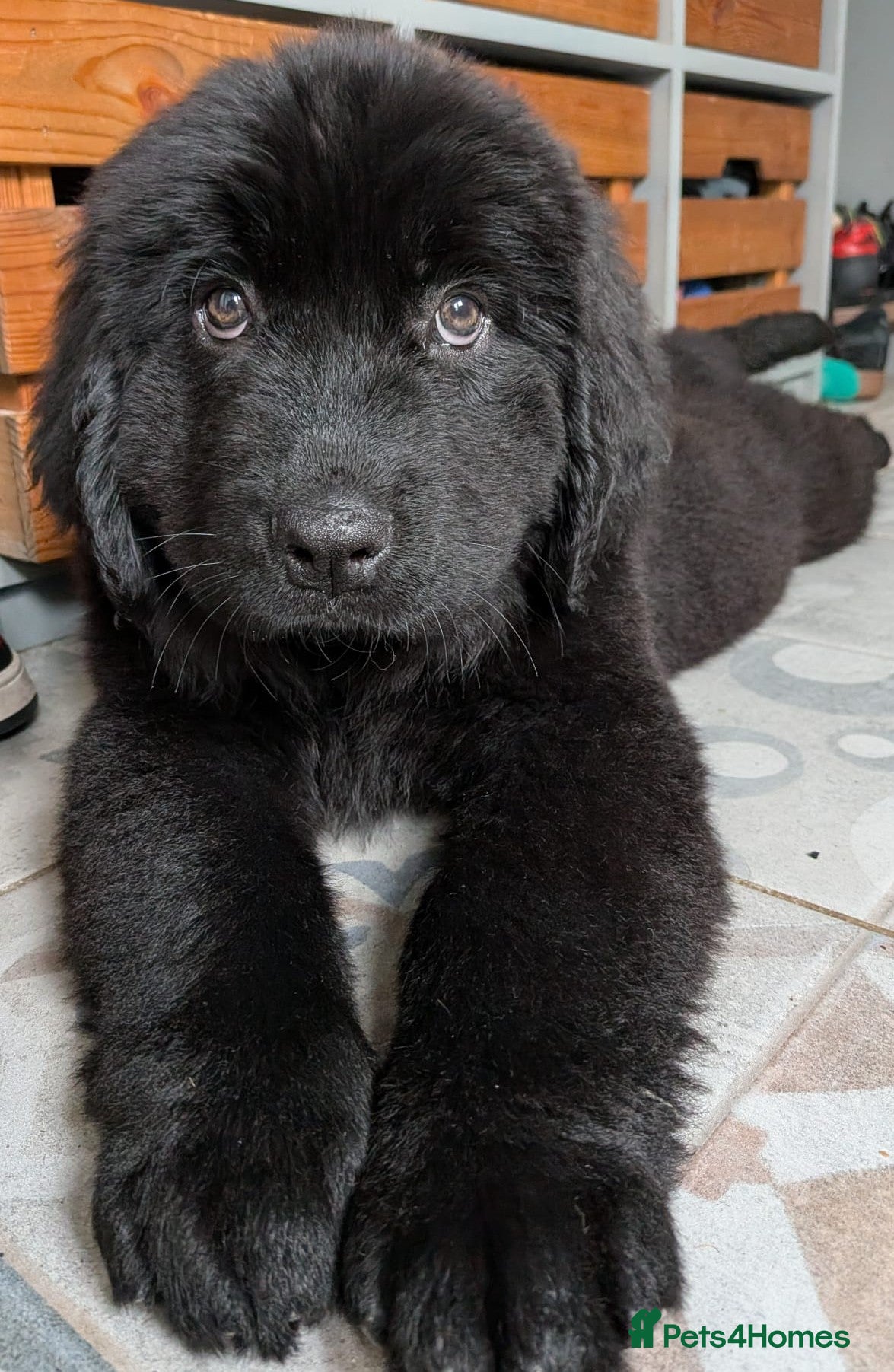 Newfoundland dogs Newfoundland pups  - Advert 18