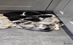 Border Collie dogs for sale: Beautiful Border Collie Puppies - Image 7