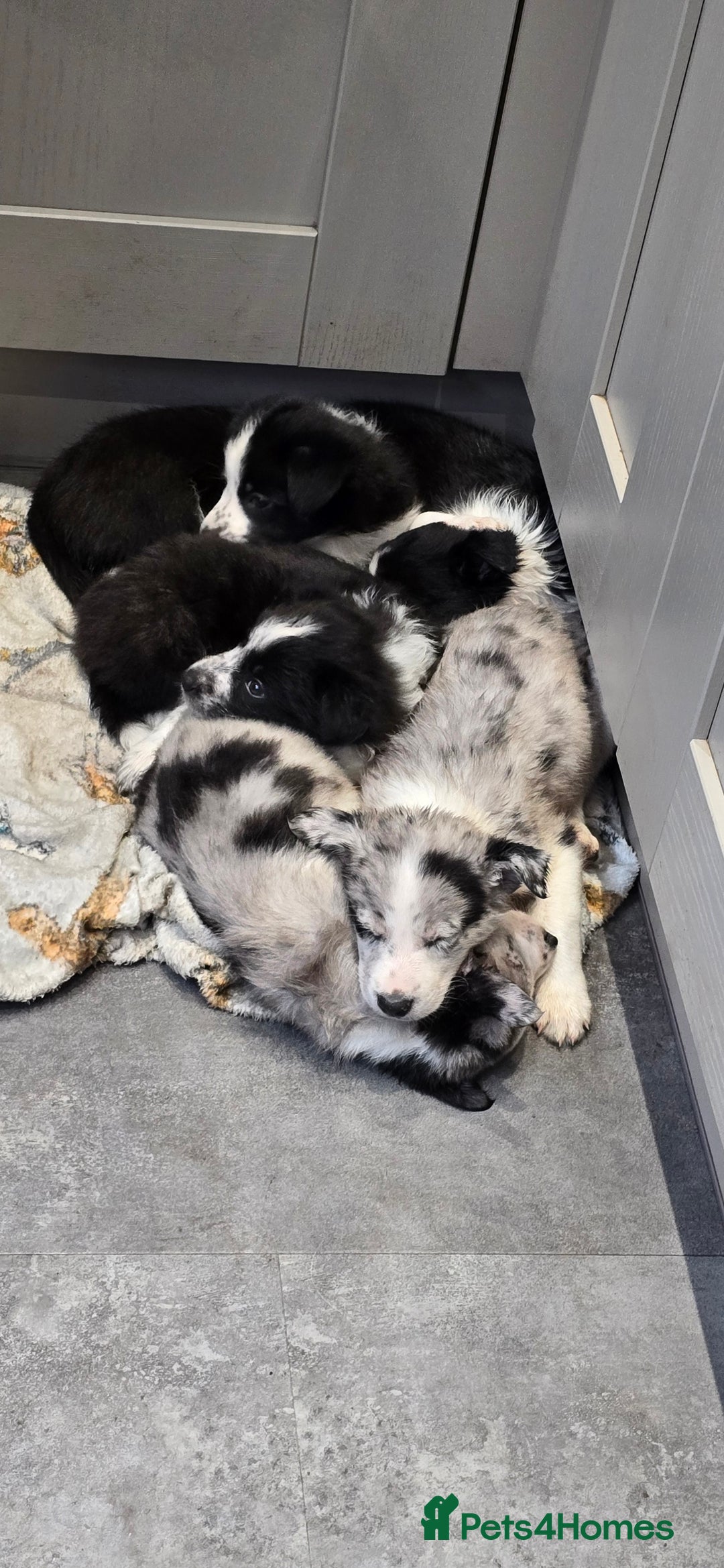 Border Collie dogs for sale: Beautiful Border Collie Puppies - Image 7