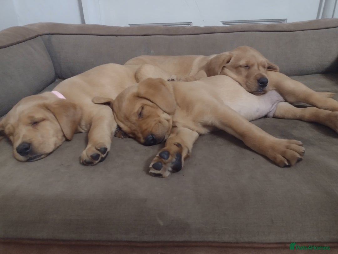 Labrador Retriever dogs for sale: Beautiful Fox Red Labrador  - Advert 2