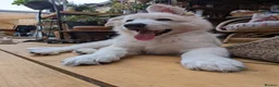 German Shepherd dogs for sale: Outstanding KC White long haired GSD pups  in Catterick Garrison - Advert 18