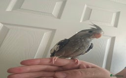 Cockatiels birds for sale: Cockatiel chicks hand tame  - Image 6