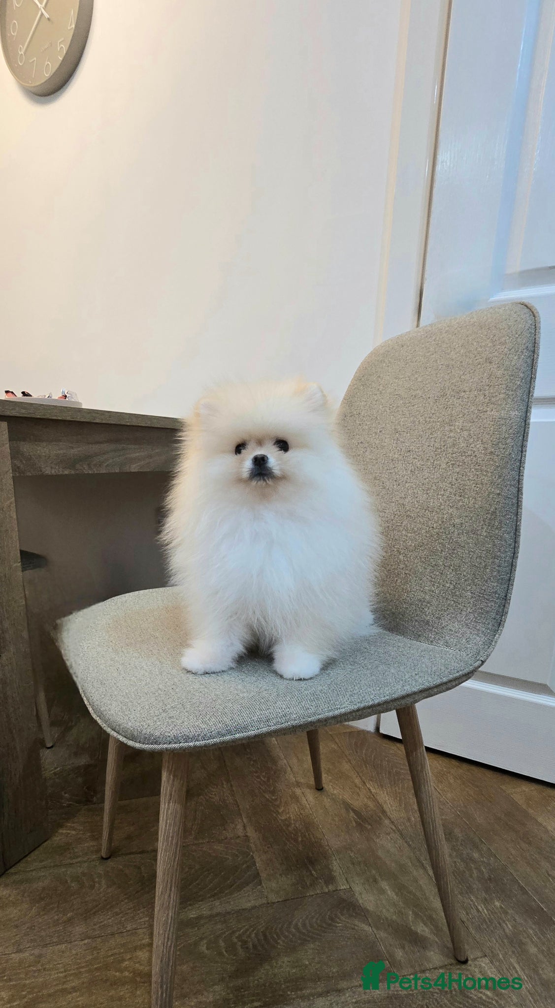 Pomeranian dogs Stunning KC Pomeranian puppies ✨ - Advert 5