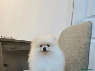 Pomeranian dogs Stunning KC Pomeranian puppies ✨ - Advert 5