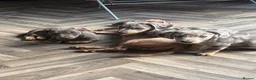 Jackshund dogs for sale: Ready for there forever homes  - Advert 5