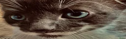 Mixed Breed cats for sale: Beautiful Affectionate Kittens - Advert 17