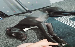 Mixed Breed dogs for sale: Bayley - Image 4