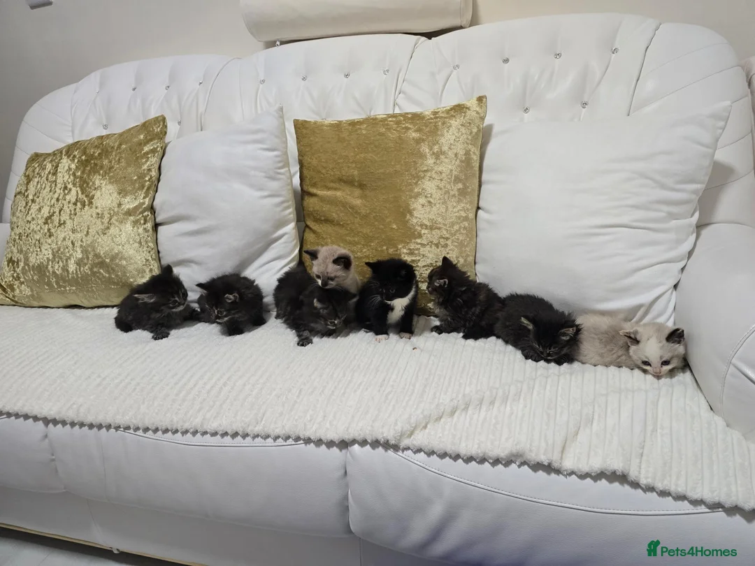 Domestic Shorthair cats for sale: Beautiful Litter of 8 Kittens –5 Females & 3 Males - Advert 37