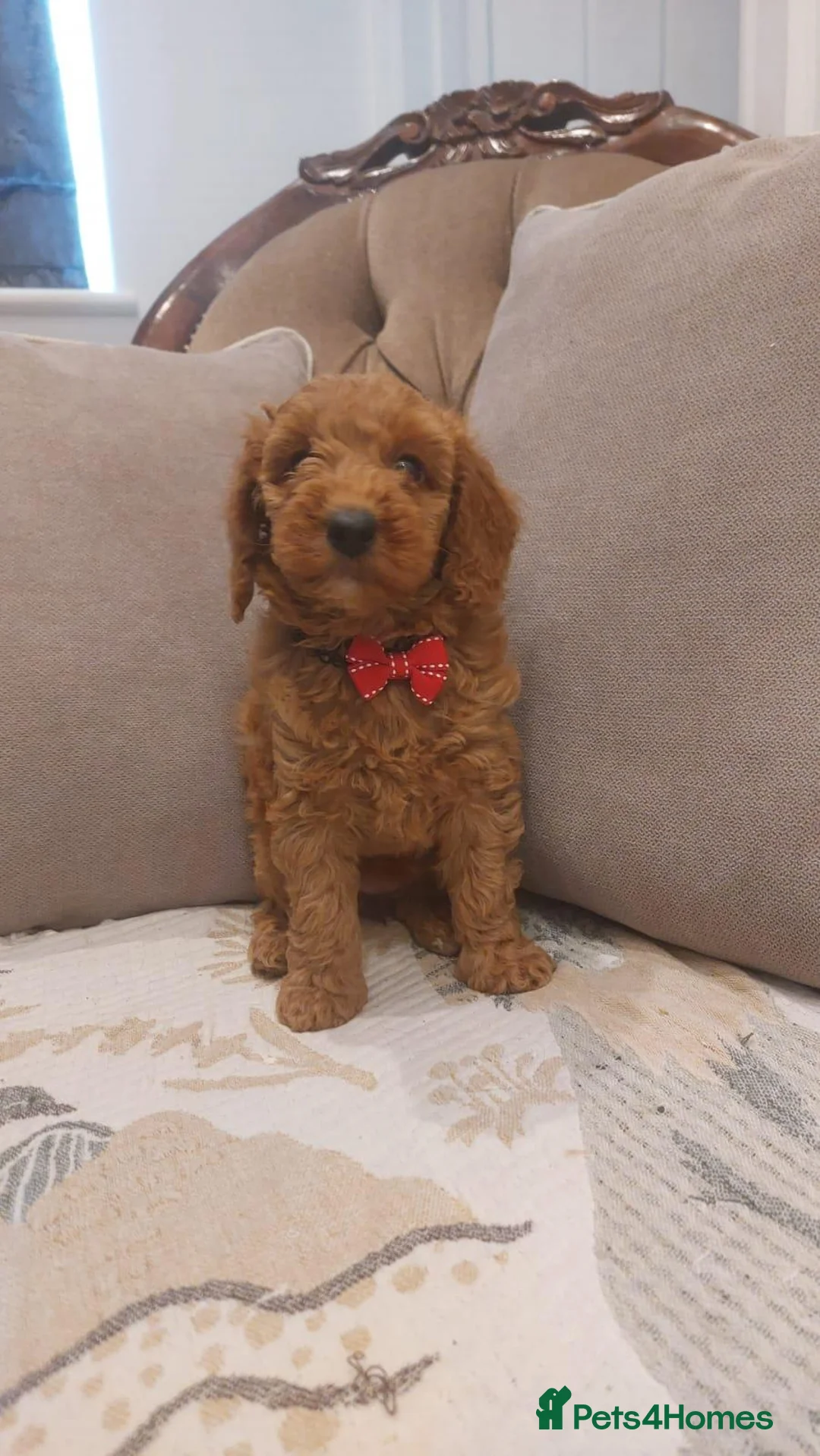 Cavapoo dogs for sale: Gorgeous Red Cavapoos Looking for Homes in Manchester - Advert 2