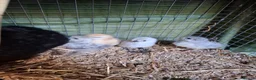 Chickens poultry for sale: Pure Aurcana and Pure Silkie Chickens  in Alloa - Advert 2