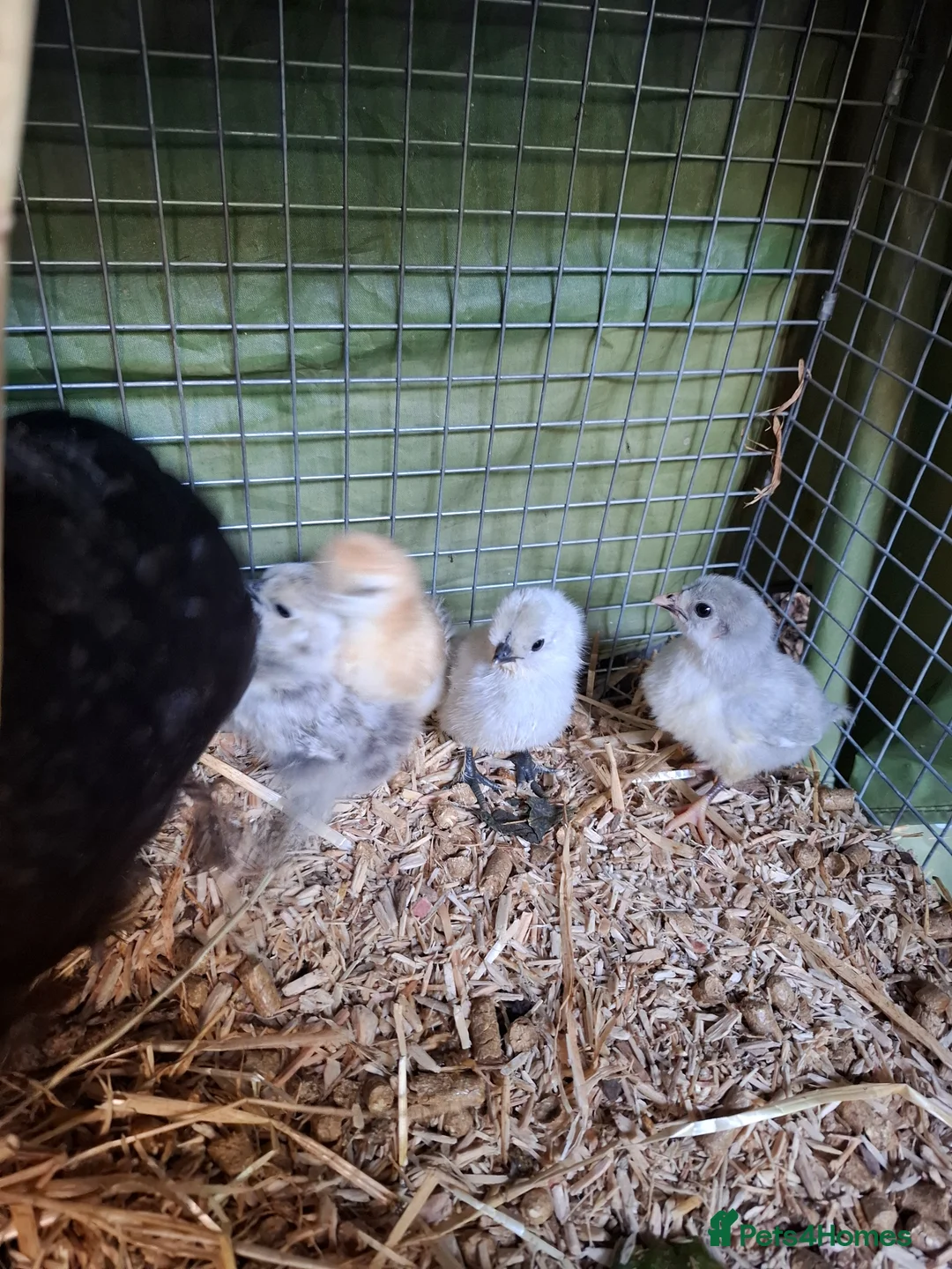 Chickens poultry for sale: Pure Aurcana and Pure Silkie Chickens  in Alloa - Advert 2