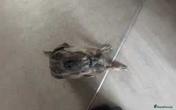 Mixed Breed dogs for sale: Looking for Eddie’s Forever Home - Image 3