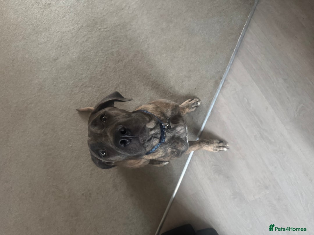 Mixed Breed dogs for sale: Looking for Eddie’s Forever Home - Image 3