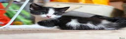 Mixed Breed cats for sale: Adorable black & white boy kittens - ready in 2wks - Advert 12