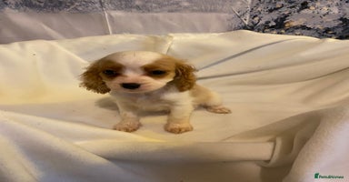 Cavapoo dogs DNA CLEAR & BVA HEART/EYES CERTS CAVAPOO - Advert 2