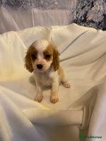 Cavapoo dogs DNA CLEAR & BVA HEART/EYES CERTS CAVAPOO - Advert 3