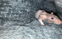 Rat rodents for sale: Baby Fancy/Dumbo/naked and Rex Rats available Hull - Image 8