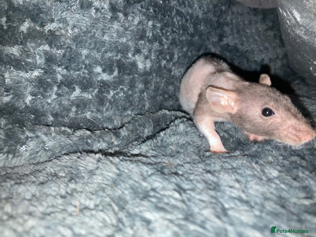 Rat rodents for sale: Baby Fancy/Dumbo/naked and Rex Rats available Hull - Image 8