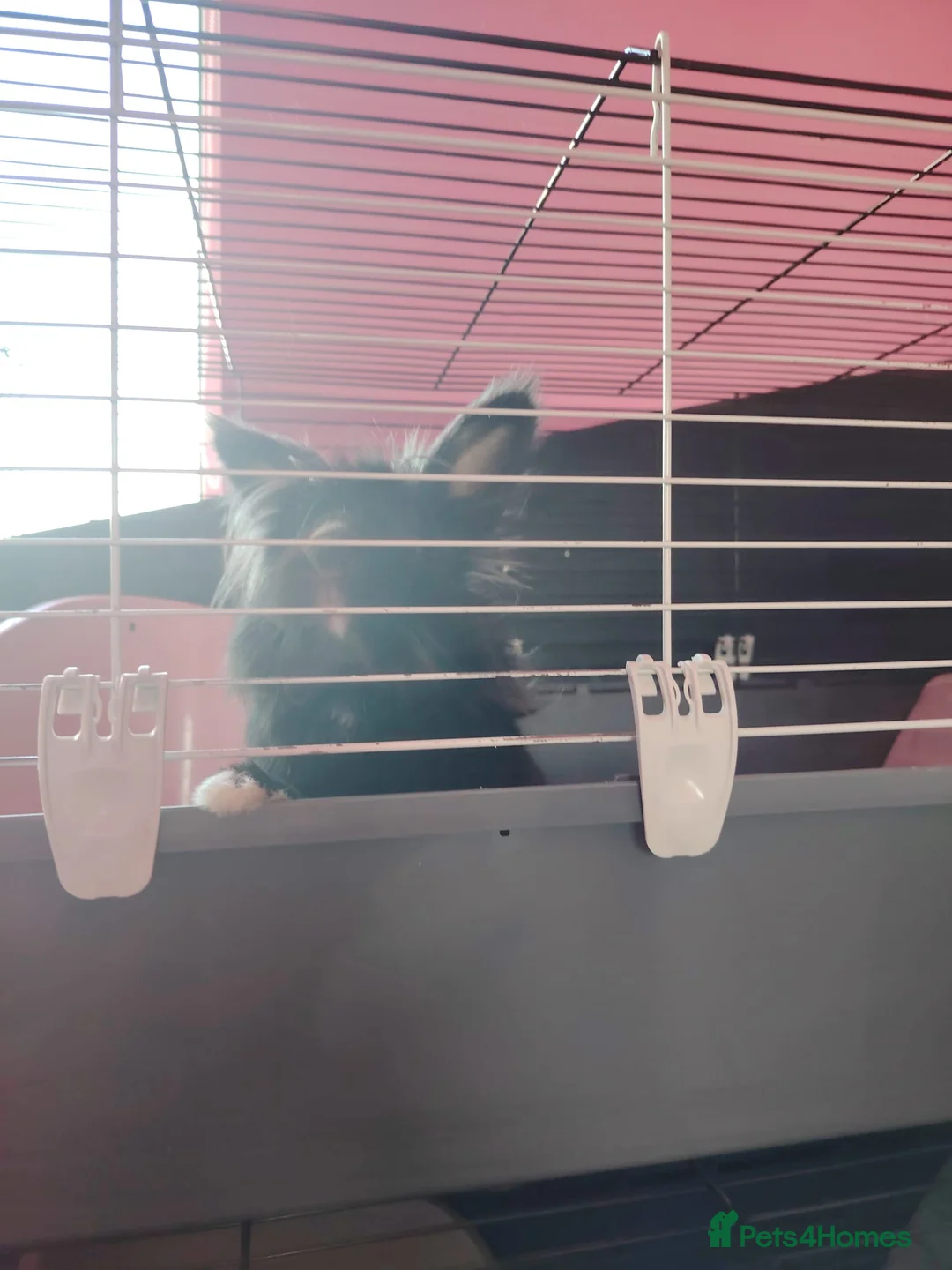 Mini Lop rabbits for sale: 2 year old decorative rabbit looking for new home - Advert 2