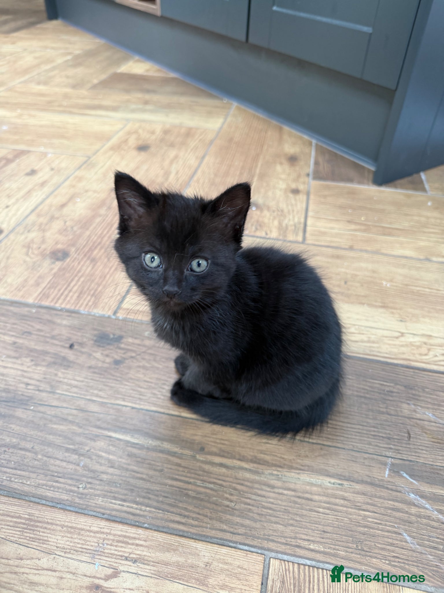 Mixed Breed cats Turkish Angora Mix Kittens  - Advert 4