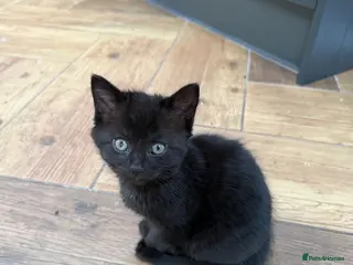 Mixed Breed cats **REDUCED** Turkish Angora Mix Kittens - Advert 3
