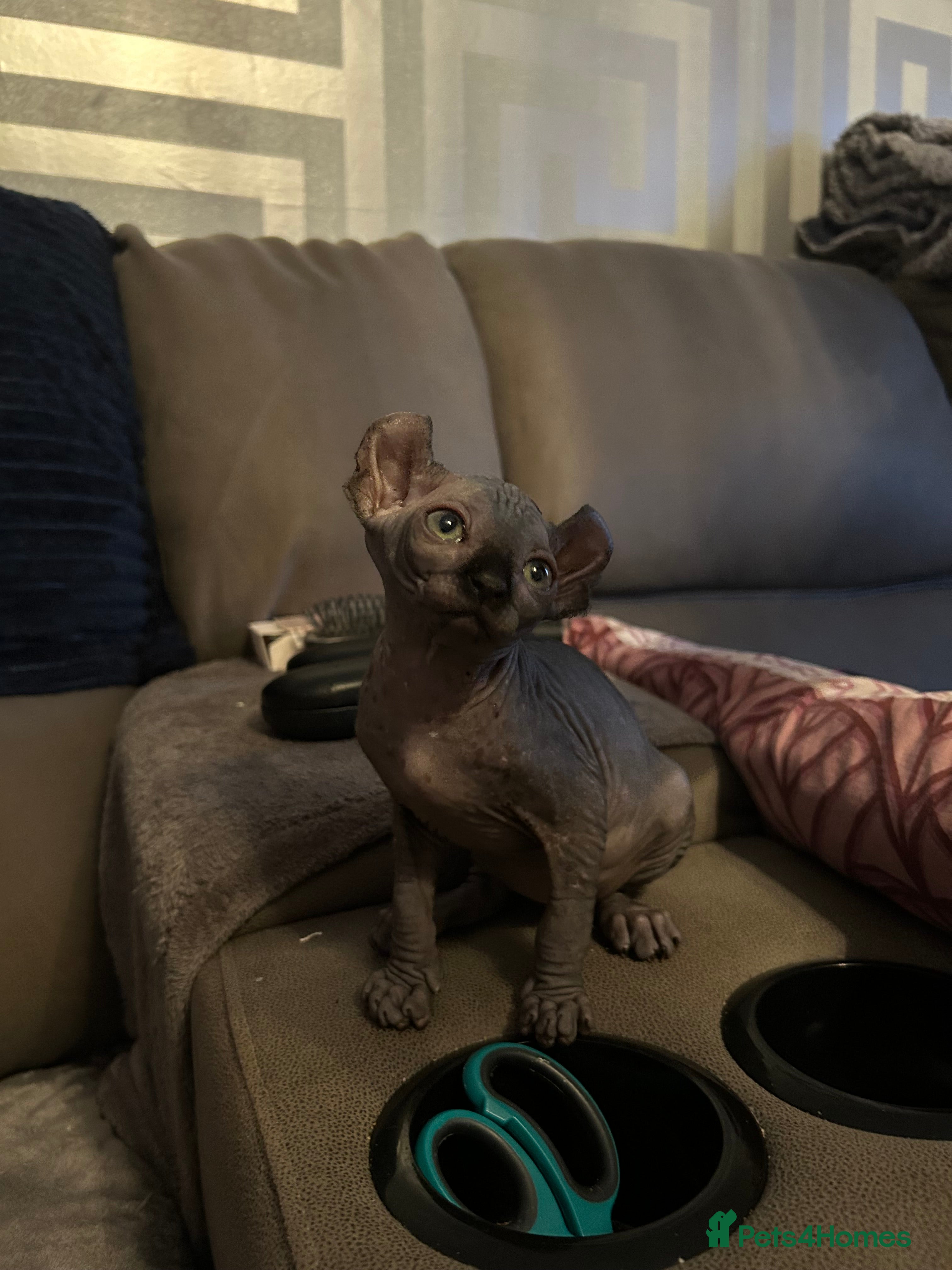 Sphynx cats Beautiful girls looking for forever home  - Advert 4