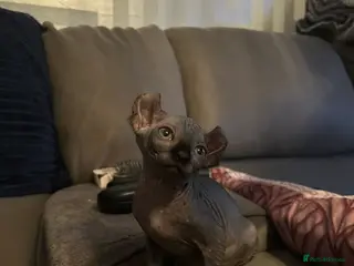 Sphynx cats Beautiful girls looking for forever home - Advert 4