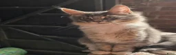 Maine Coon cats for sale: ❤️ TICA Registered Maine Coon Kittens Ready Now ❤️ - Advert 18