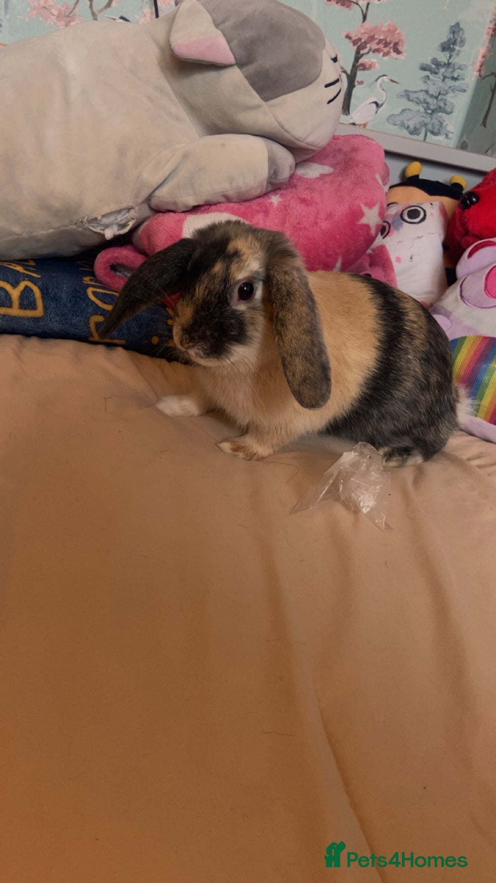 Mixed Breed rabbits Ombré  - Advert 13