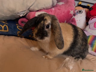 Mixed Breed rabbits Ombré - Advert 4