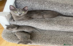 Russian Blue cats for sale: Russian Blue X British Shorthair Kittens - Image 13