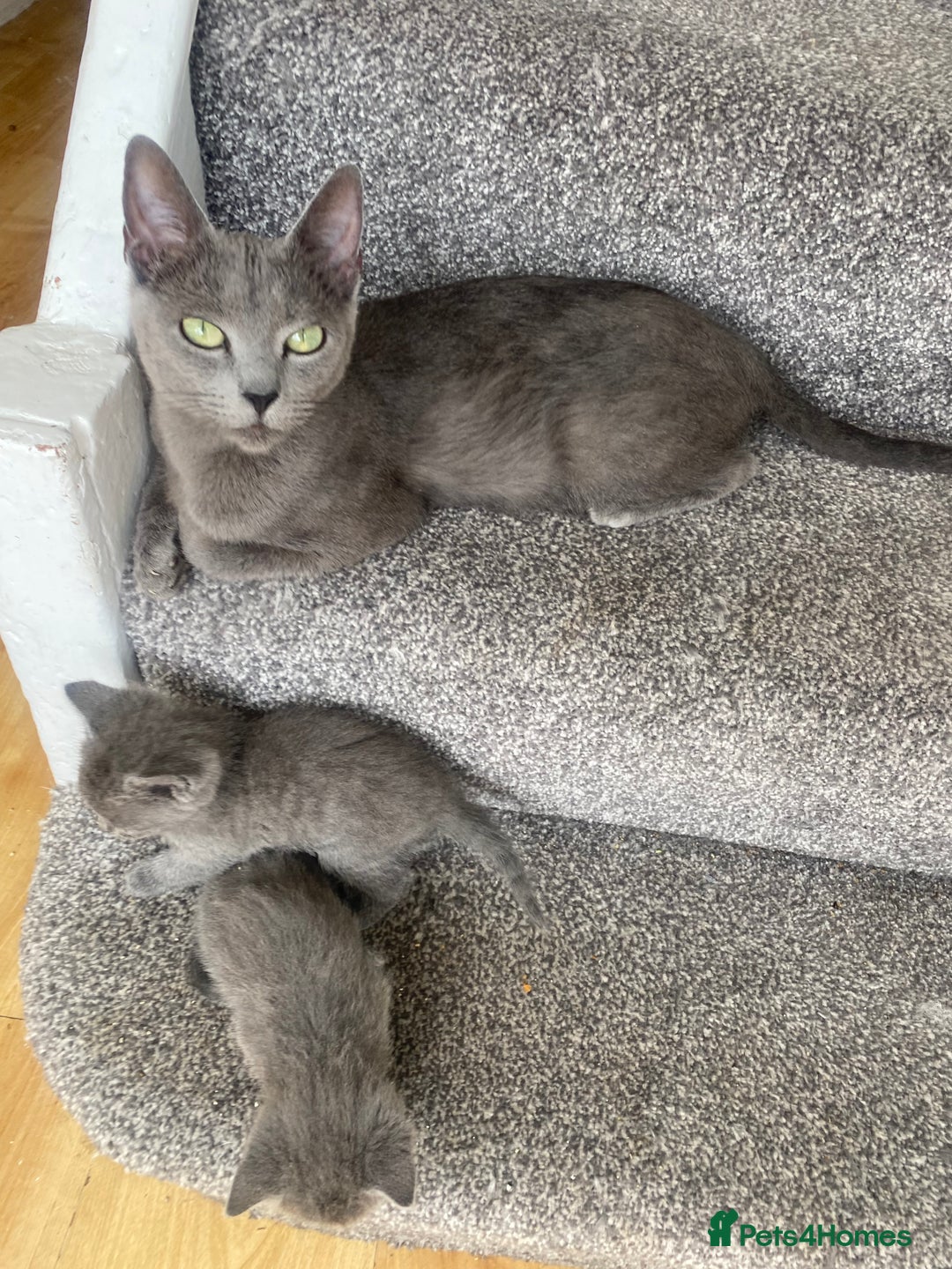 Russian Blue cats for sale: Russian Blue X British Shorthair Kittens - Image 13
