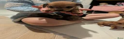 Chiweenie dogs for sale: Chiweenie pups - Advert 11