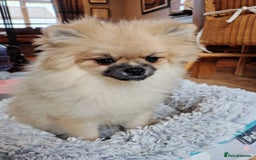 Pomeranian dogs for sale: Pom puppys with Kc reg , pedigree for sale in Taunton - Image 20