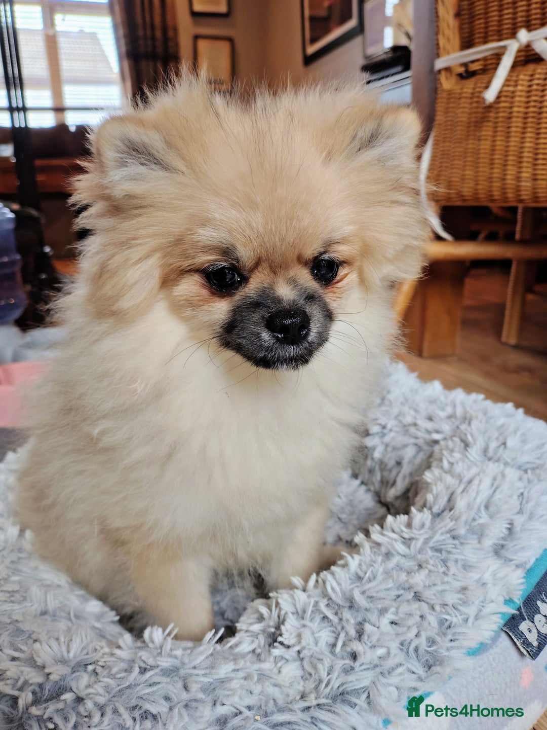 Pomeranian dogs for sale: Pom puppys with Kc reg , pedigree for sale in Taunton - Image 20