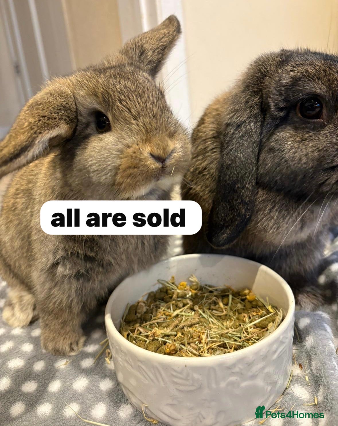 Mini Lop rabbits mini lops for sale  - Advert 16