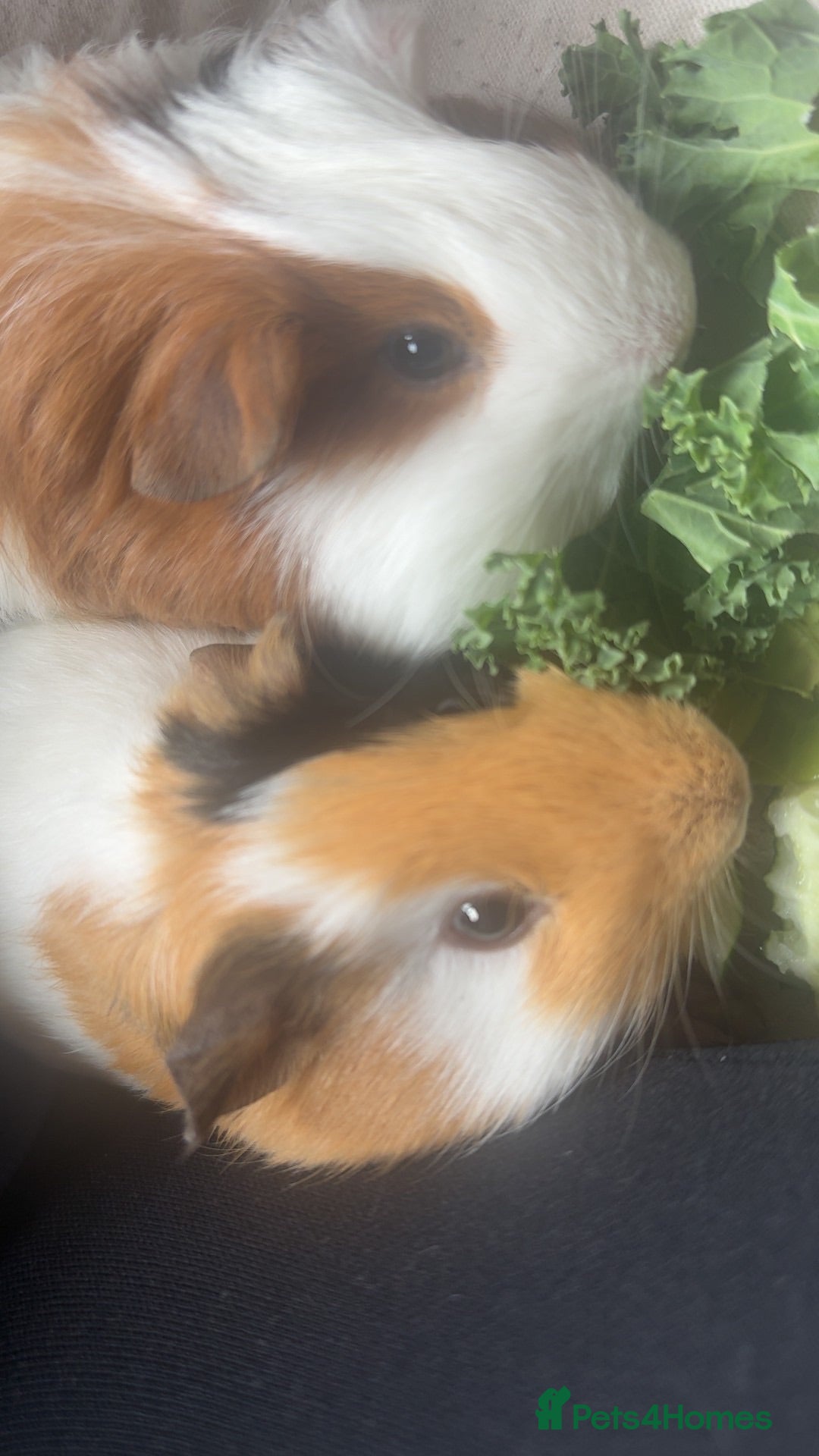 Guinea Pig rodents 🐹💕 TWO BONDED GUINEA PIGS – C&C SETUP 💕🐹 - Advert 2