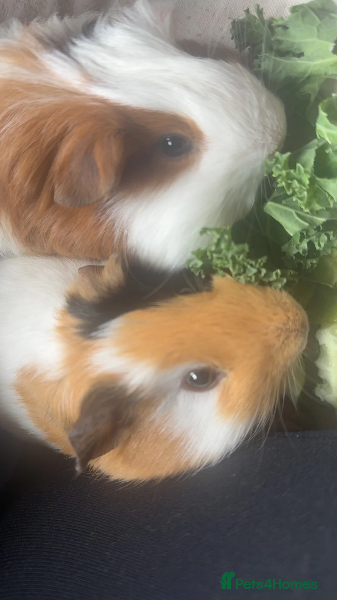Guinea Pig rodents for sale: 🐹💕 TWO BONDED GUINEA PIGS – C&C SETUP 💕🐹 in Tranent - Advert 2