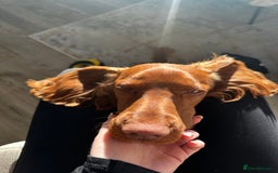 Cocker Spaniel dogs for stud: STUD - Working Cocker Spaniel - Image 14