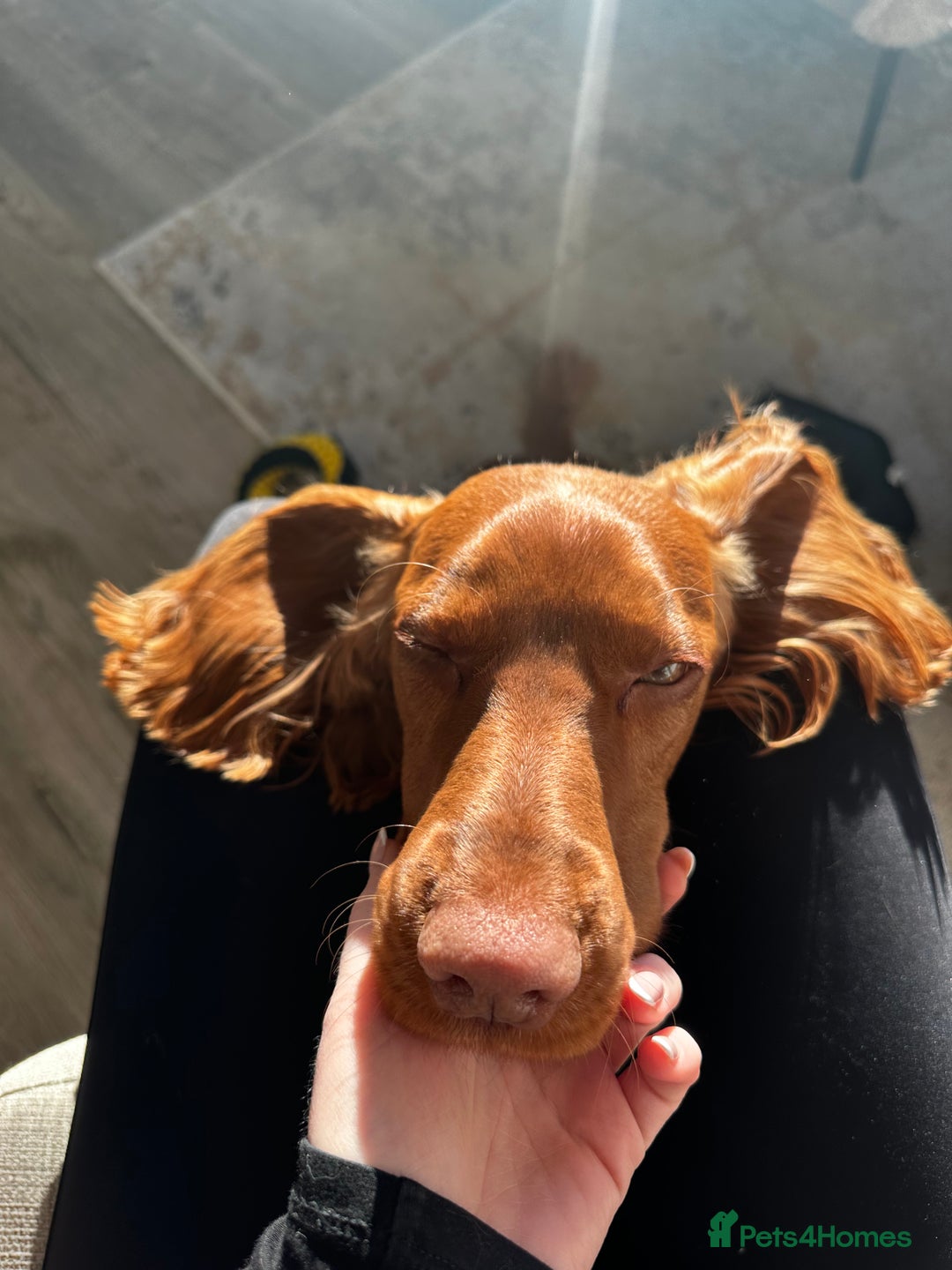 Cocker Spaniel dogs for stud: STUD - Working Cocker Spaniel - Image 14