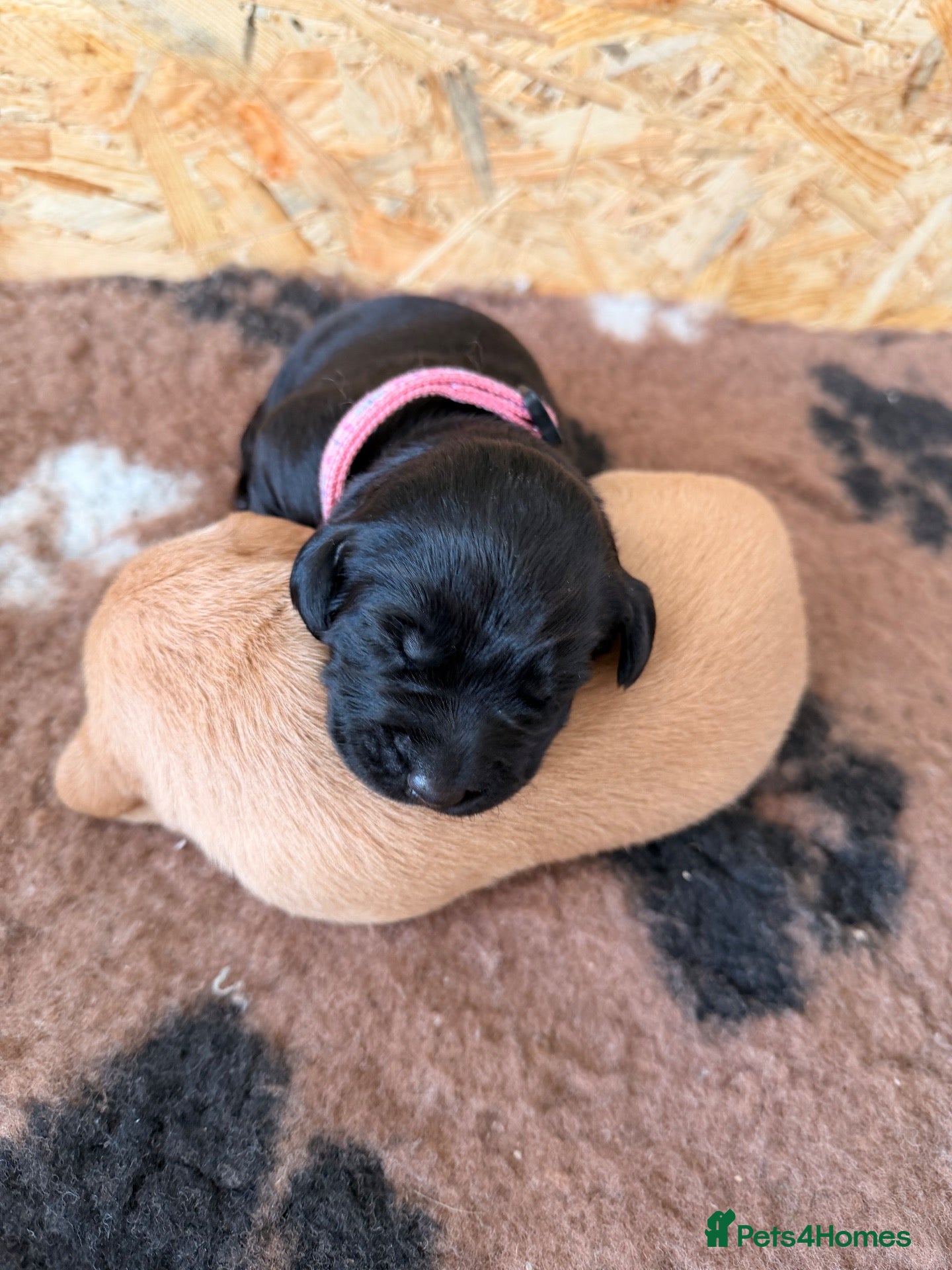 Labrador Retriever dogs KC Reg Labradors  - Advert 1