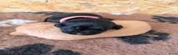 Labrador Retriever dogs for sale: KC Reg Labradors  - Advert 1
