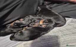 Rottweiler dogs for sale: 4 beautiful rottweiler puppies - Advert 4