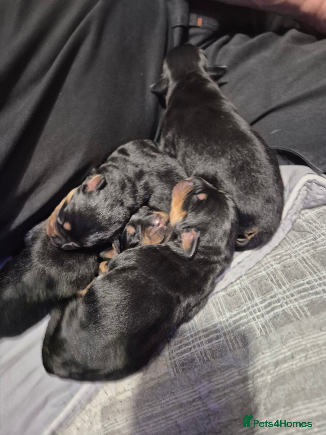Rottweiler dogs for sale: 4 beautiful rottweiler puppies - Advert 4