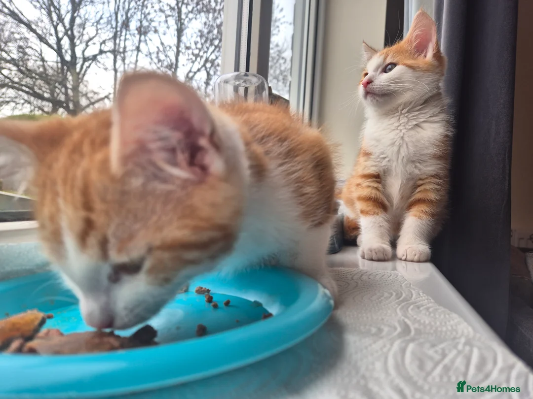 Mixed Breed cats for sale: 2 male ginger tabby kittens - Advert 6