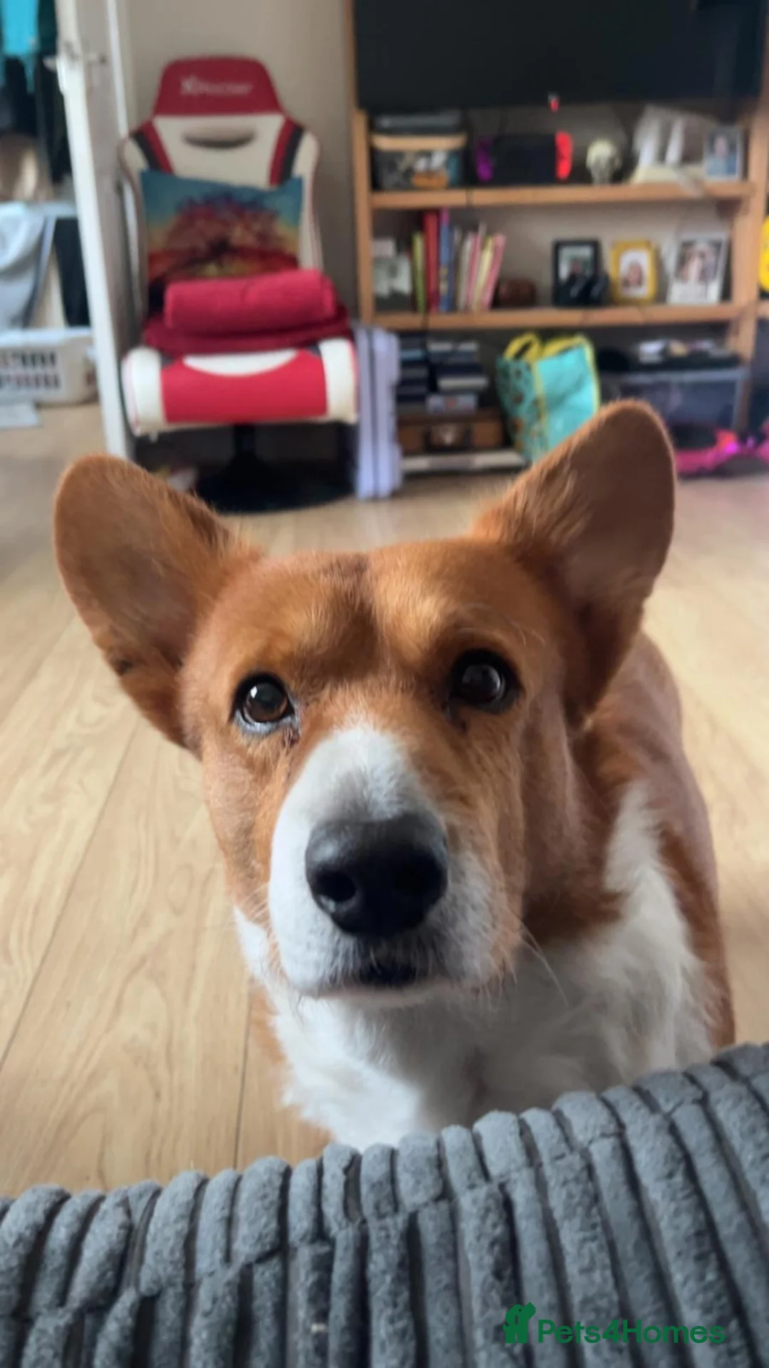 Welsh Corgi Cardigan dogs for stud: Cardigan Corgi in Cardigan - Advert 4