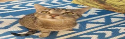 Mixed Breed cats for sale: Adorable kittens looking for loving home  - Advert 10