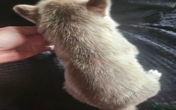 Siberian Husky dogs for sale: Gorgeous Litter of Husky Puppies - Image 19