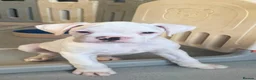 Boxer dogs for sale: Beutiful litter of boxer puppies  - Advert 5