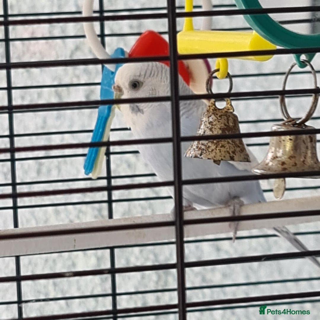 Budgerigars birds for sale: Pair of budgies with cage - Image 5